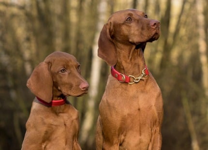 Seguro de mascotas para perros