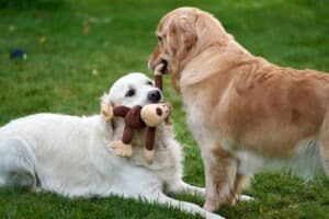 Seguros para guarderías caninas