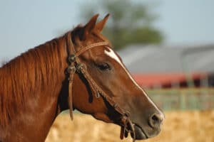 Seguros para caballos